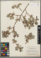 Foto von Salix scouleriana Barratt ex Hook.
